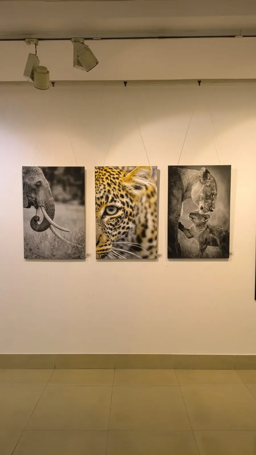 Wildlife print triptych at AIFACS, Delhi
