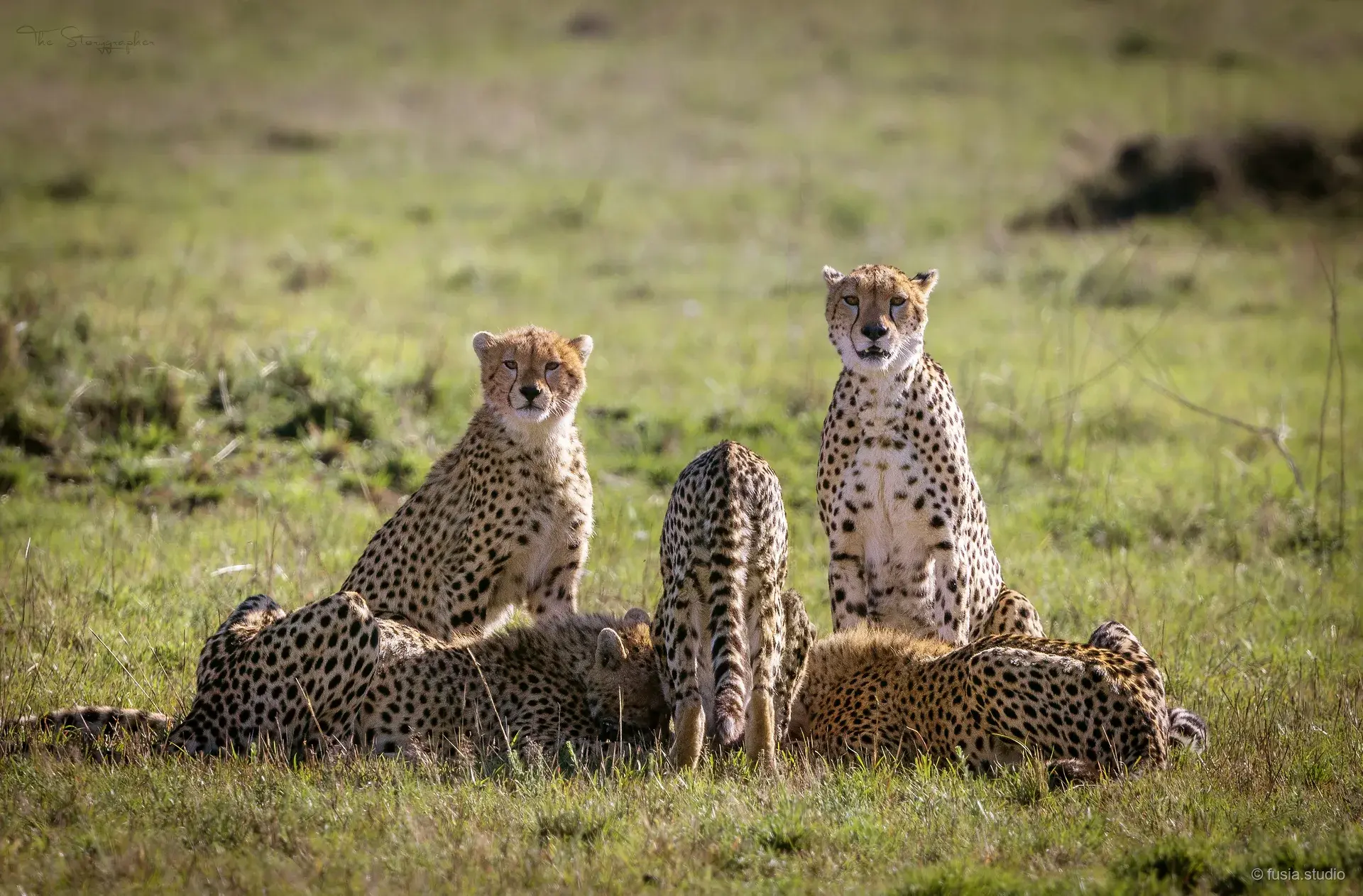 Cheetah Coalition