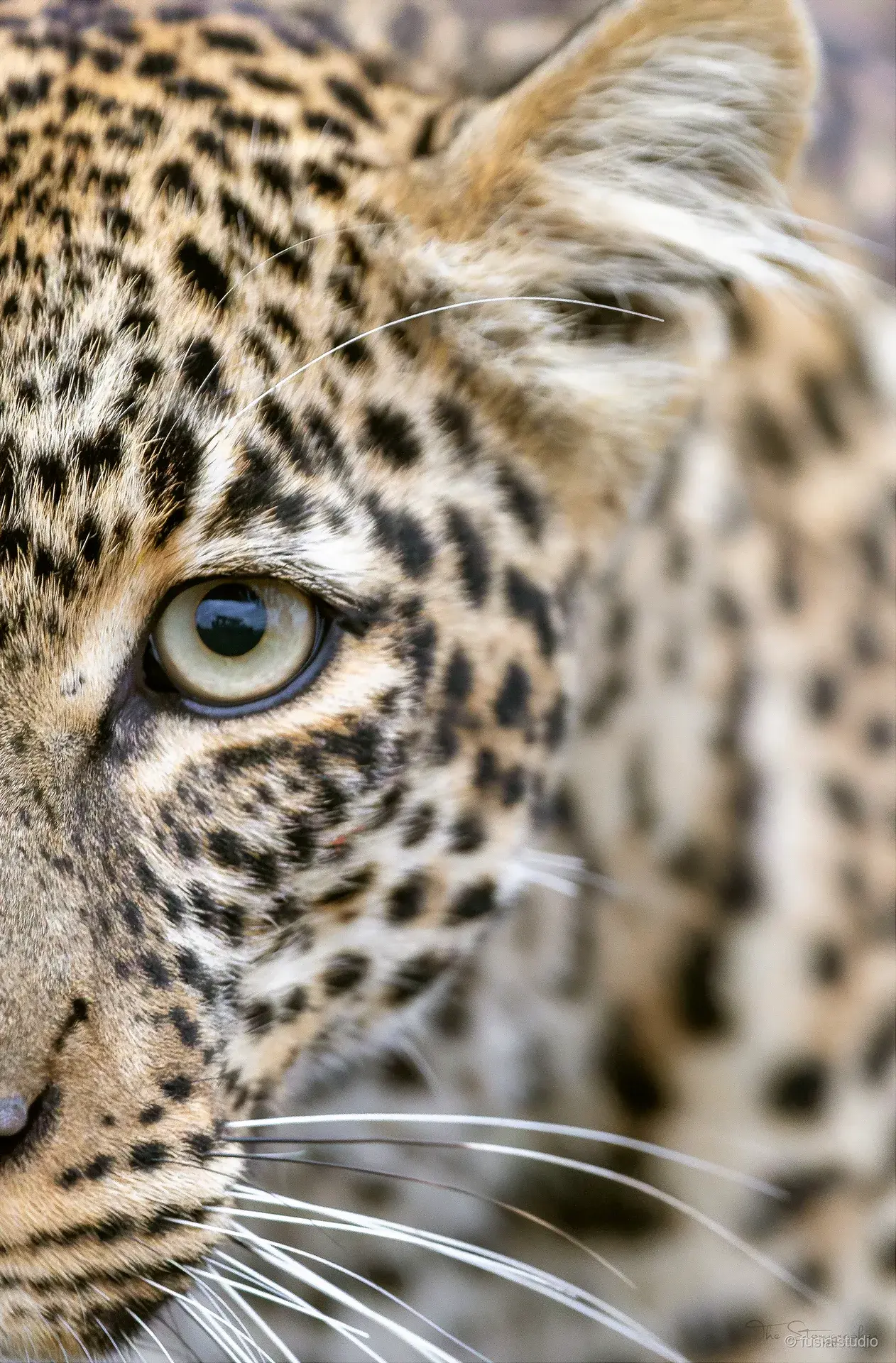 One Eye of the Forest