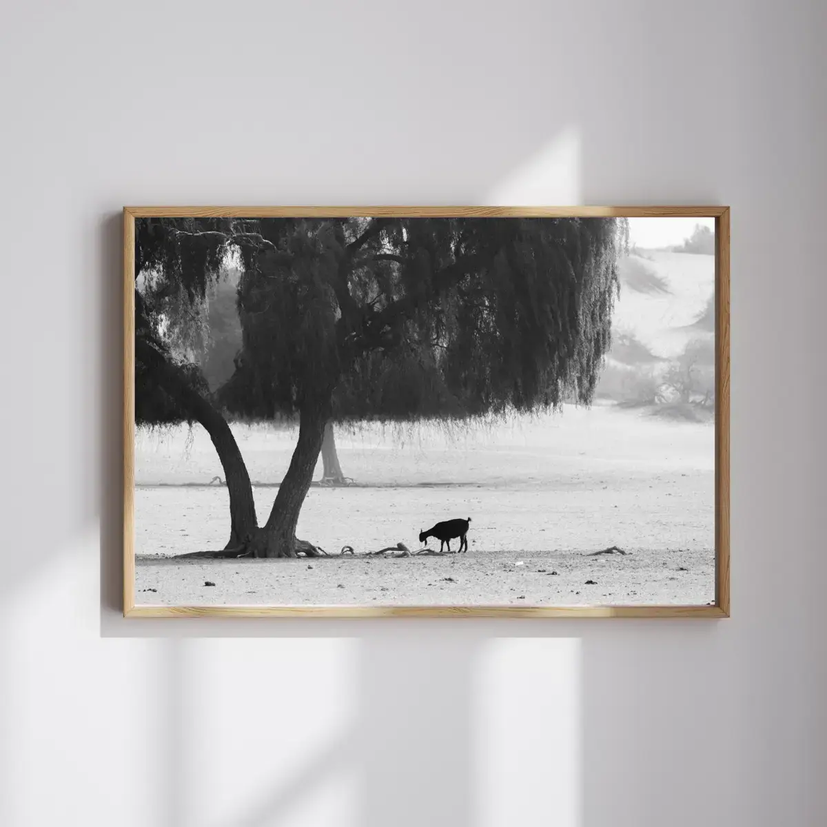 Shade Dweller — view 4