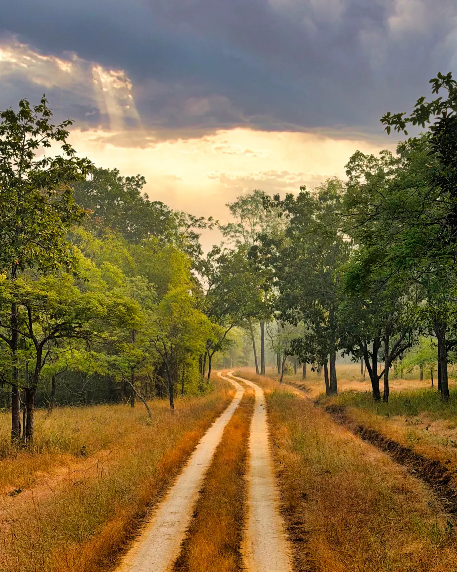 Sal forest light, Bandhavgarh