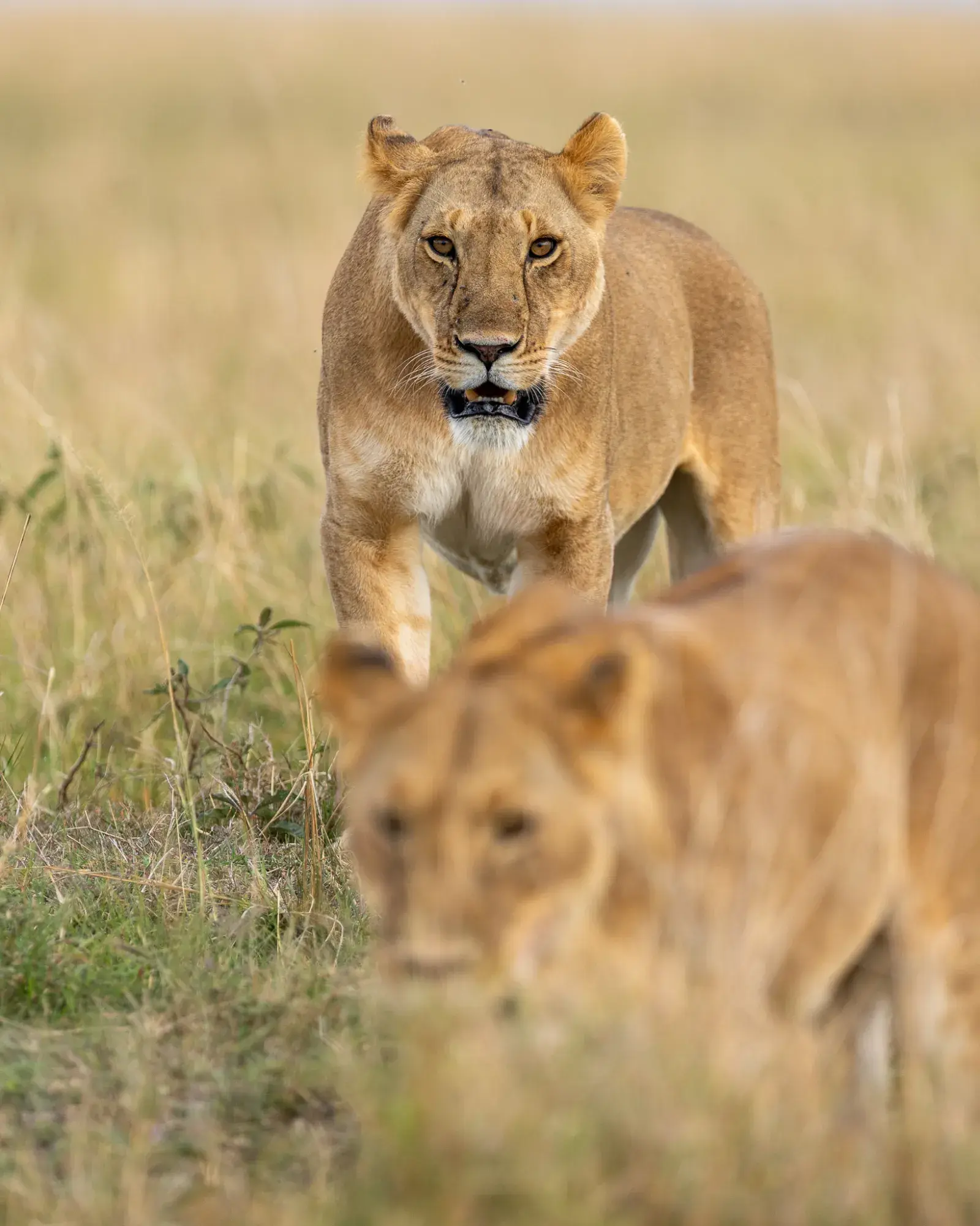 Masai Mara at sunset