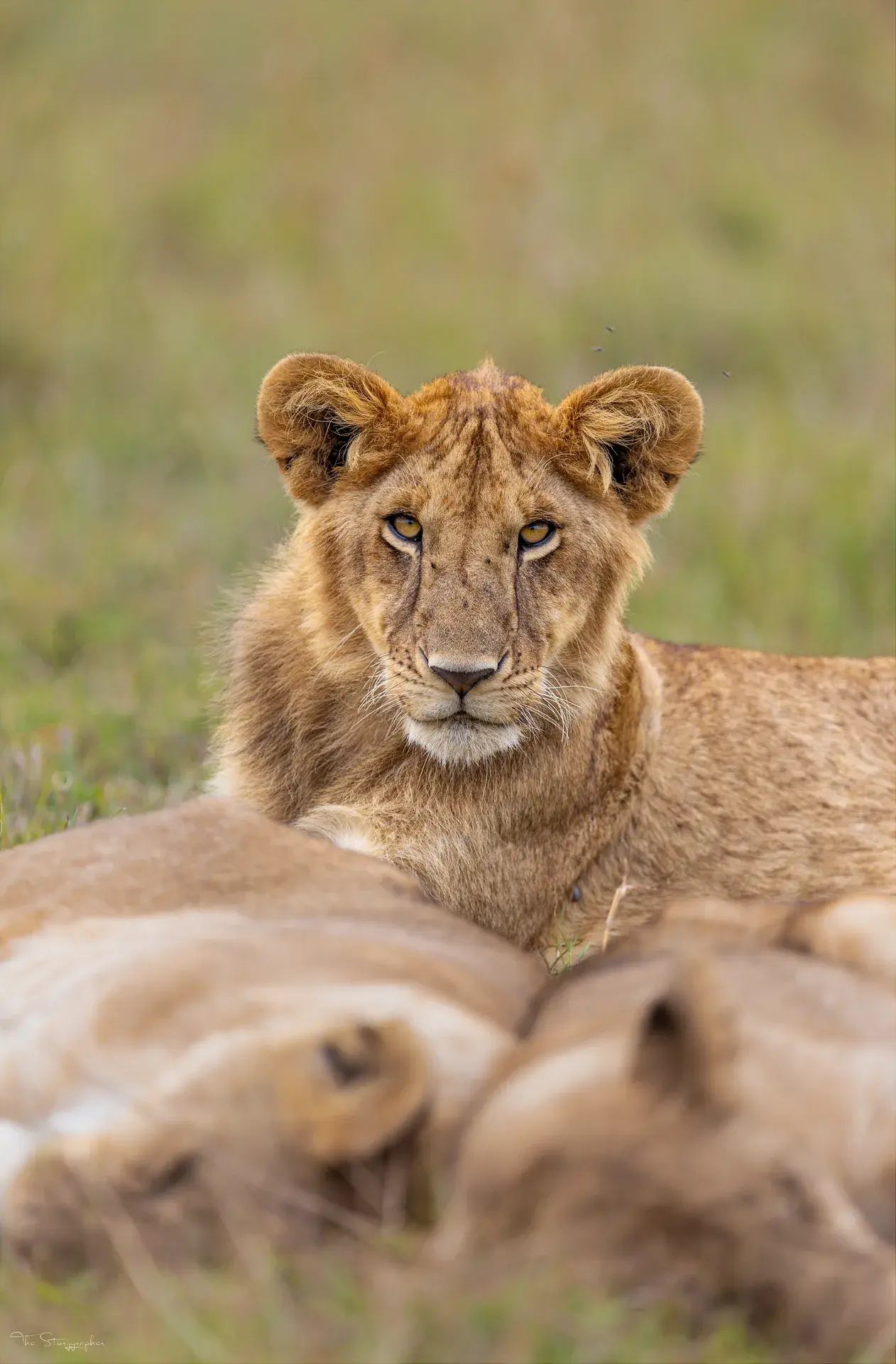 Masai Mara at sunset